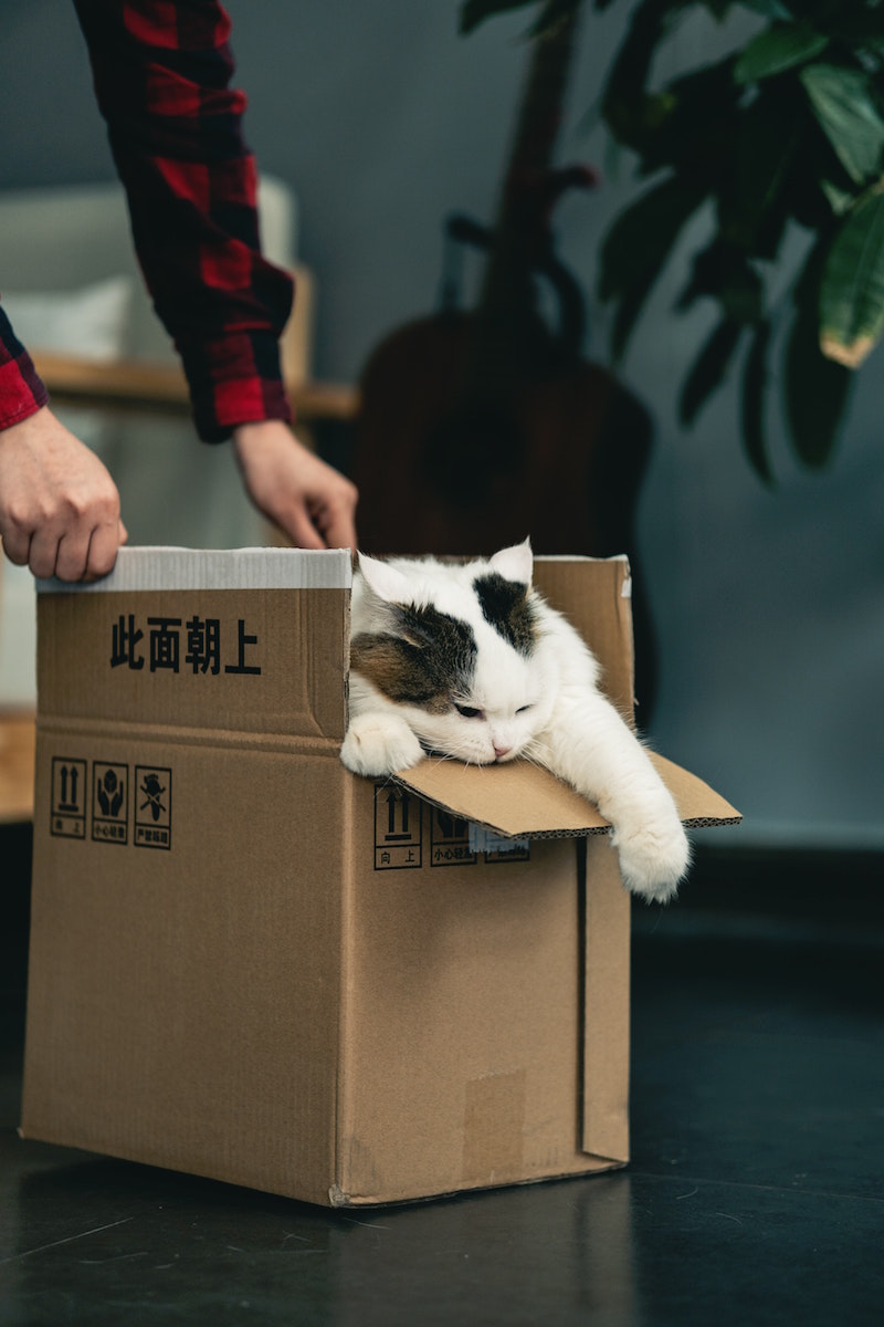 Illustration chat dans une boite en, carton